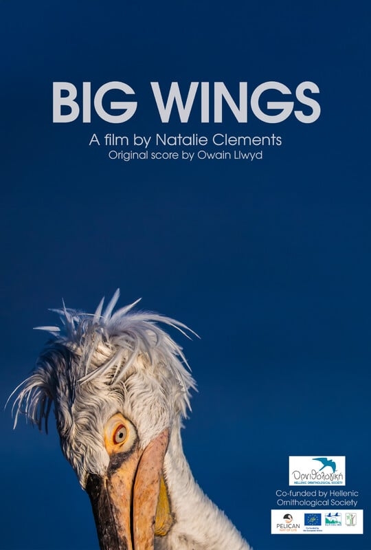 Big Wings